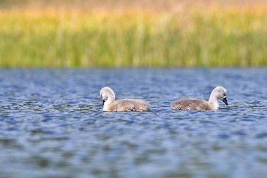Beautiful swan cubs at the pond. Beautiful natural colored background with wild animals