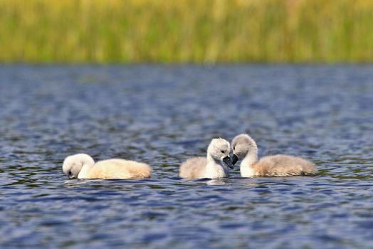 Beautiful swan cubs at the pond.