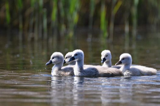Beautiful swan cubs at the pond.