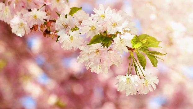 Beautiful blossom tree. Nature scene with sun in Sunny day. Spring flowers. Abstract blurred background in Springtime. 