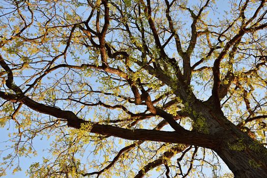 Beautiful tree at sunset the sun. Natural background ecological concept. Sunset.