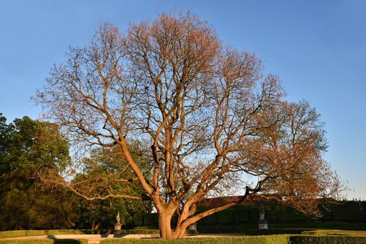Beautiful tree at sunset the sun. Natural background ecological concept. Sunset.