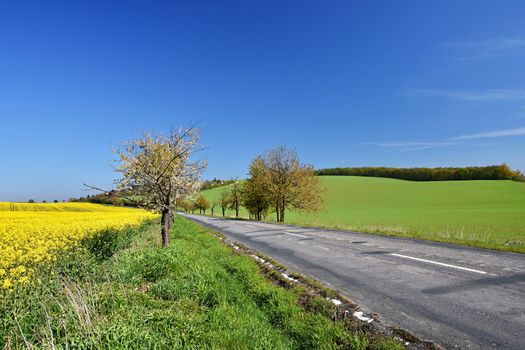 Asphalt road near a field with beautiful rapeseed flowers (Brassica napus) (Brassica napus)