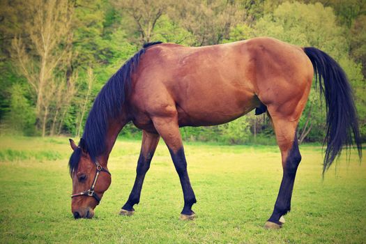Beautiful horses grazing freely in nature.