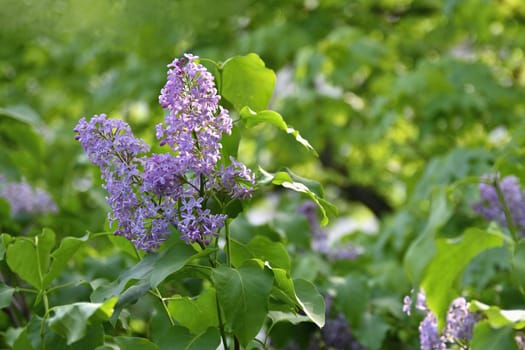 Beautiful blooming spring shrub. Purple lilac. (Syringa) Blurred natural green background.