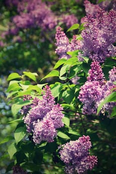 Beautiful blooming spring shrub. Purple lilac. (Syringa) Blurred natural green background.