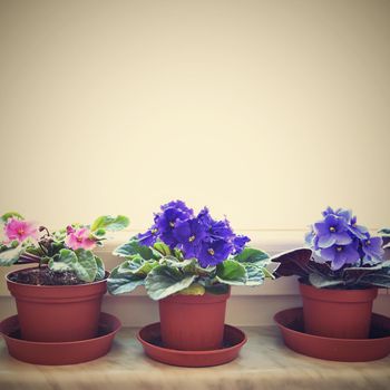 Beautifully blooming violets on the window. Interior cuisine and the view from the window.