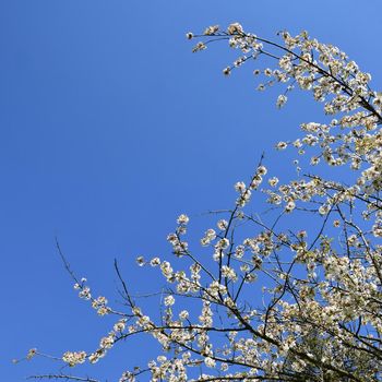 Beautiful blooming fruit tree branch. Beautifully flowering tree. White and pink blossoms with sunshine and blue skies. Nice seasonal nature blurred background in spring. 