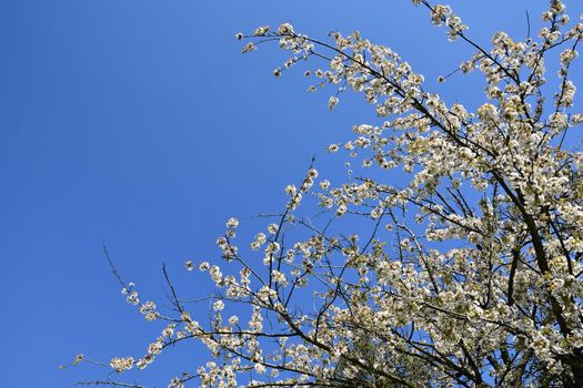 Beautiful blooming fruit tree branch. Beautifully flowering tree. White and pink blossoms with sunshine and blue skies. Nice seasonal nature blurred background in spring. 