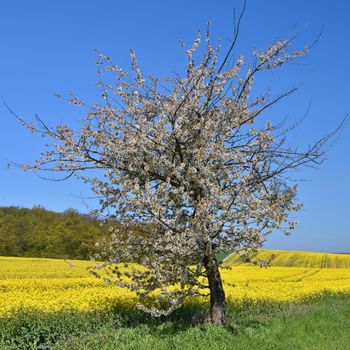 Beautiful blooming fruit tree branch. Yellow flowering fields, ground road and beautiful valley, nature spring landscape.  (Brassica napus) (Brassica napus)