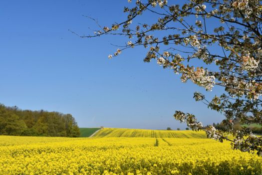 Beautiful blooming fruit tree branch. Yellow flowering fields, ground road and beautiful valley, nature spring landscape.  (Brassica napus) (Brassica napus)