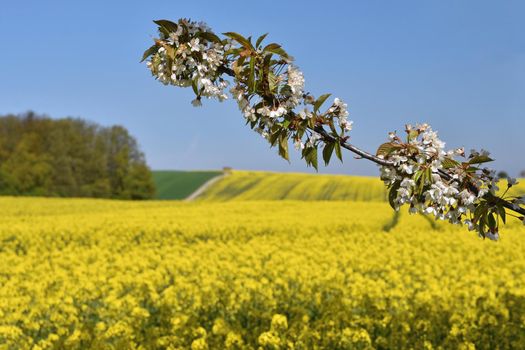 Beautiful blooming fruit tree branch. Yellow flowering fields, ground road and beautiful valley, nature spring landscape.  (Brassica napus) (Brassica napus)