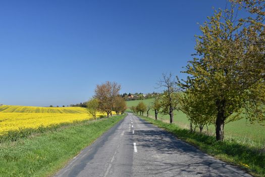 Asphalt road near a field with beautiful rapeseed flowers (Brassica napus) (Brassica napus)