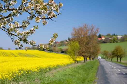 Asphalt road near a field with beautiful rapeseed flowers (Brassica napus) (Brassica napus)