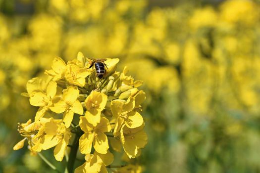 Field with rape (Brassica napus) (Brassica napus)