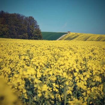 Field with rape (Brassica napus) (Brassica napus)