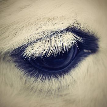 Macro shot of a horse eye. The beauty of animals in the wild..
