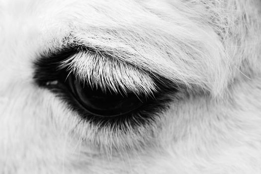 Macro shot of a horse eye. The beauty of animals in the wild..