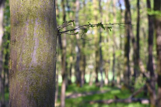 Beautiful green forest in springtime.