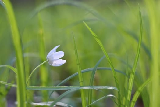 Spring white flowers in the grass (Isopyrum thalictroides) Photos old lens.