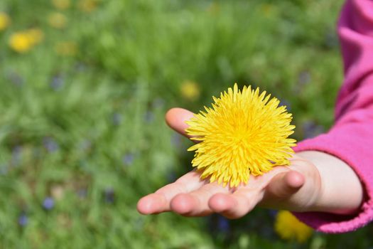 Child's hand with dandelion