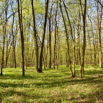 Panorama beautiful green forest in springtime.