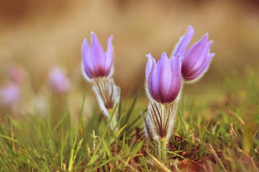 Beautiful purple little furry pasque-flower. (Pulsatilla grandis) Blooming on spring meadow at the sunset.