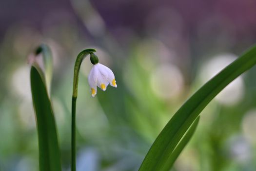Beautiful blooming spring snowflakes flowers. (leucojum vernum carpaticum)