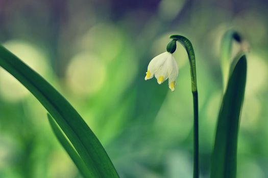 Beautiful blooming spring snowflakes flowers. (leucojum vernum carpaticum)