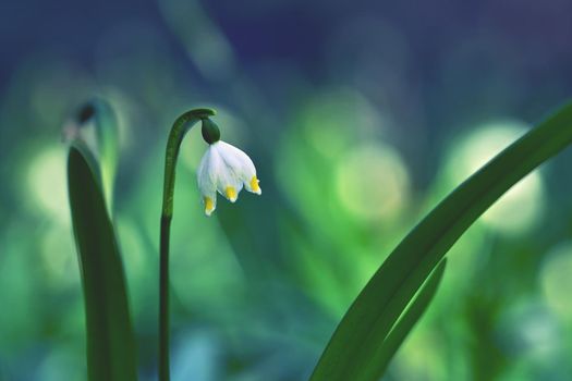 Beautiful blooming spring snowflakes flowers. (leucojum vernum carpaticum)