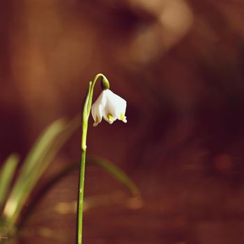 Beautiful blooming spring snowflakes flowers. (leucojum vernum carpaticum)