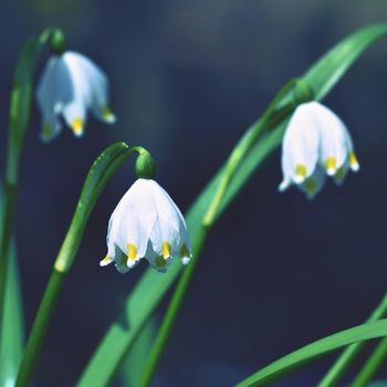 Beautiful blooming spring snowflakes flowers. (leucojum vernum carpaticum)