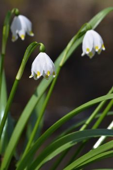 Beautiful blooming spring snowflakes flowers. (leucojum vernum carpaticum)