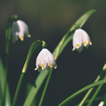 Beautiful blooming spring snowflakes flowers. (leucojum vernum carpaticum)