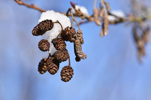 Winter landscape. Frost on branches. Beautiful winter seasonal natural background.