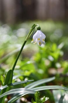 Beautiful blooming spring snowflakes flowers. (leucojum vernum carpaticum)