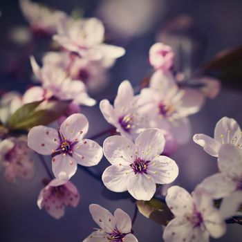 Blossom tree. Nature background.Sunny day. Spring flowers. Beautiful Orchard. Abstract blurred background. Springtime