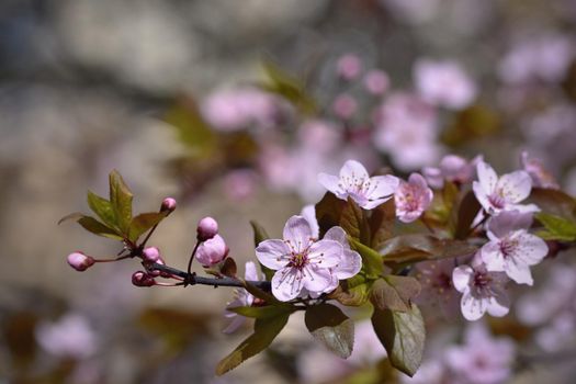 Blossom tree. Nature background.Sunny day. Spring flowers. Beautiful Orchard. Abstract blurred background. Springtime