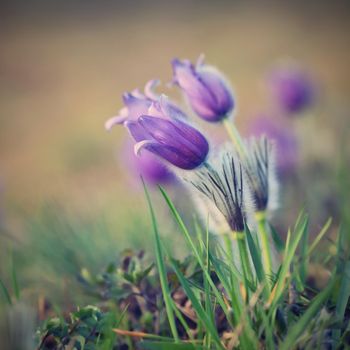 Beautiful purple little furry pasque-flower. (Pulsatilla grandis) Blooming on spring meadow at the sunset.