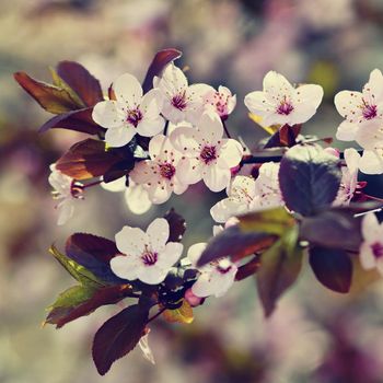 Beautiful flowering Japanese cherry Sakura. Season Background. Outdoor natural blurred background with flowering tree in spring sunny day.