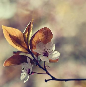 Beautiful flowering Japanese cherry Sakura. Season Background. Outdoor natural blurred background with flowering tree in spring sunny day.