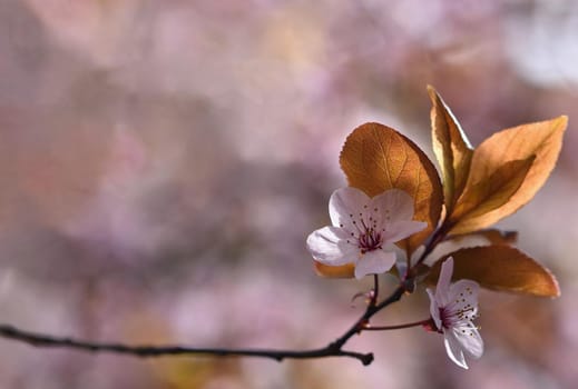 Beautiful flowering Japanese cherry Sakura. Season Background. Outdoor natural blurred background with flowering tree in spring sunny day.