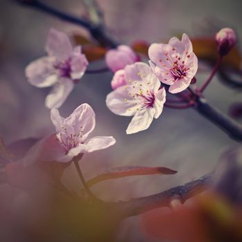 Beautiful flowering Japanese cherry Sakura. Season Background. Outdoor natural blurred background with flowering tree in spring sunny day.