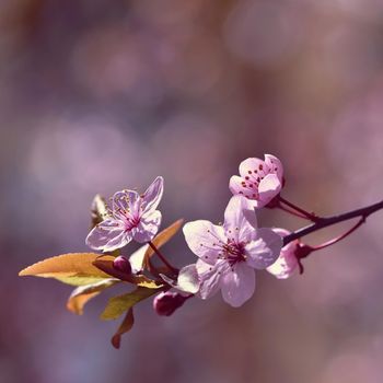 Beautiful flowering Japanese cherry Sakura. Season Background. Outdoor natural blurred background with flowering tree in spring sunny day.