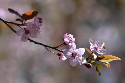 Beautiful flowering Japanese cherry Sakura. Season Background. Outdoor natural blurred background with flowering tree in spring sunny day.