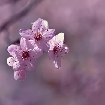 Beautiful flowering Japanese cherry Sakura. Season Background. Outdoor natural blurred background with flowering tree in spring sunny day.