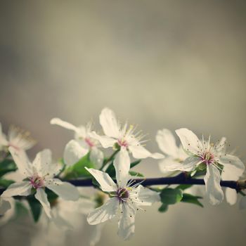 Beautiful flowering Japanese cherry Sakura. Season Background. Outdoor natural blurred background with flowering tree in spring sunny day.