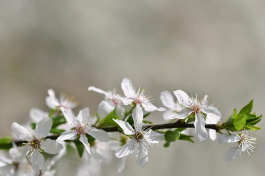 Beautiful flowering Japanese cherry Sakura. Season Background. Outdoor natural blurred background with flowering tree in spring sunny day.