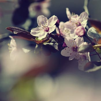 Beautiful flowering Japanese cherry Sakura. Season Background. Outdoor natural blurred background with flowering tree in spring sunny day.