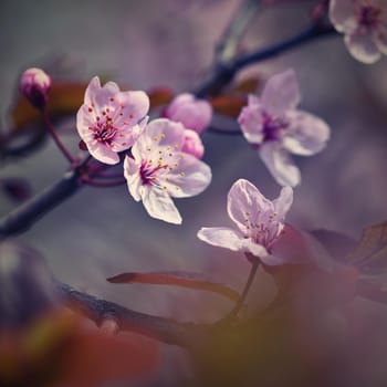 Beautiful flowering Japanese cherry Sakura. Season Background. Outdoor natural blurred background with flowering tree in spring sunny day.